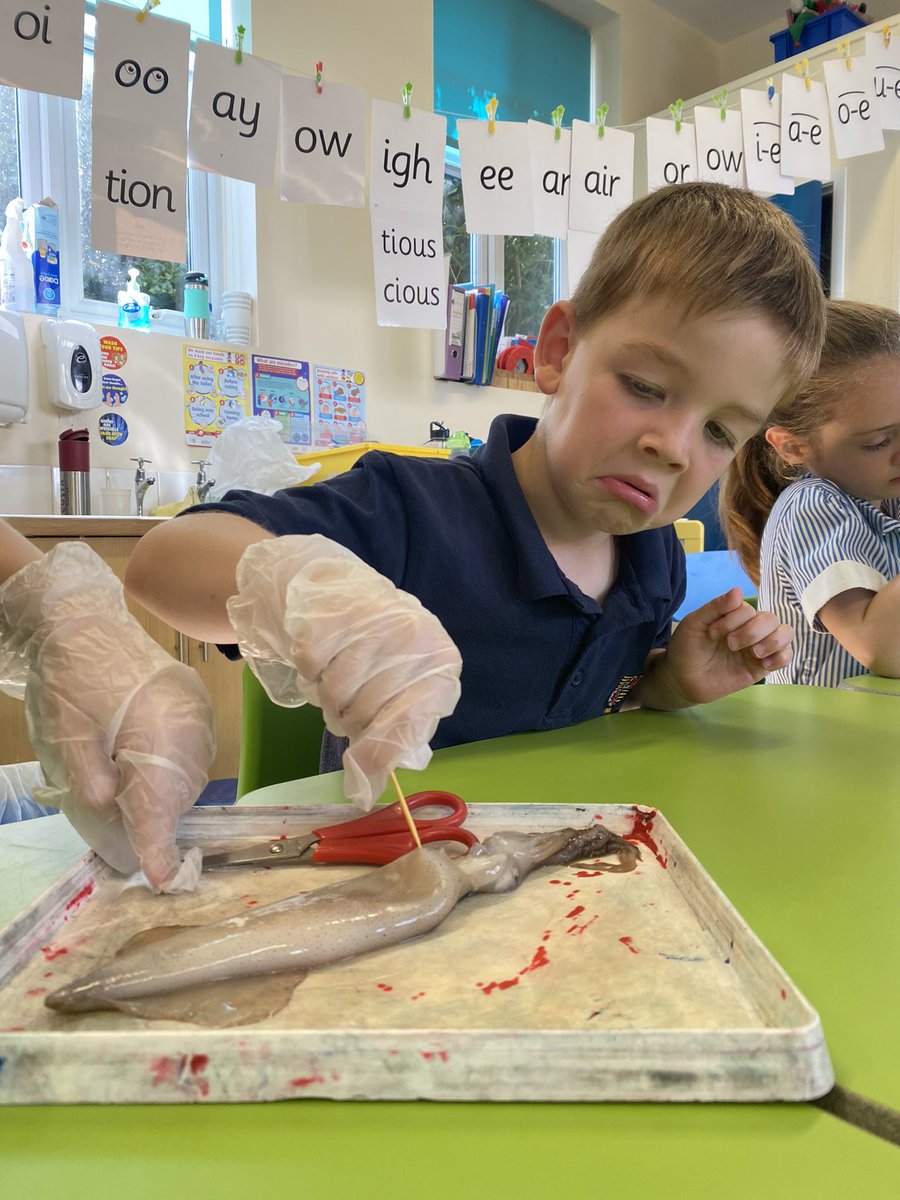PreWarminster's tweet photo. Our class had the amazing opportunity to do a squid dissection today with one of our wonderfully talented parents. Thank you 😊 #squiddissection #science #nature #oceanlife #CephalopodWeek https://t.co/6BEXnKcIi6