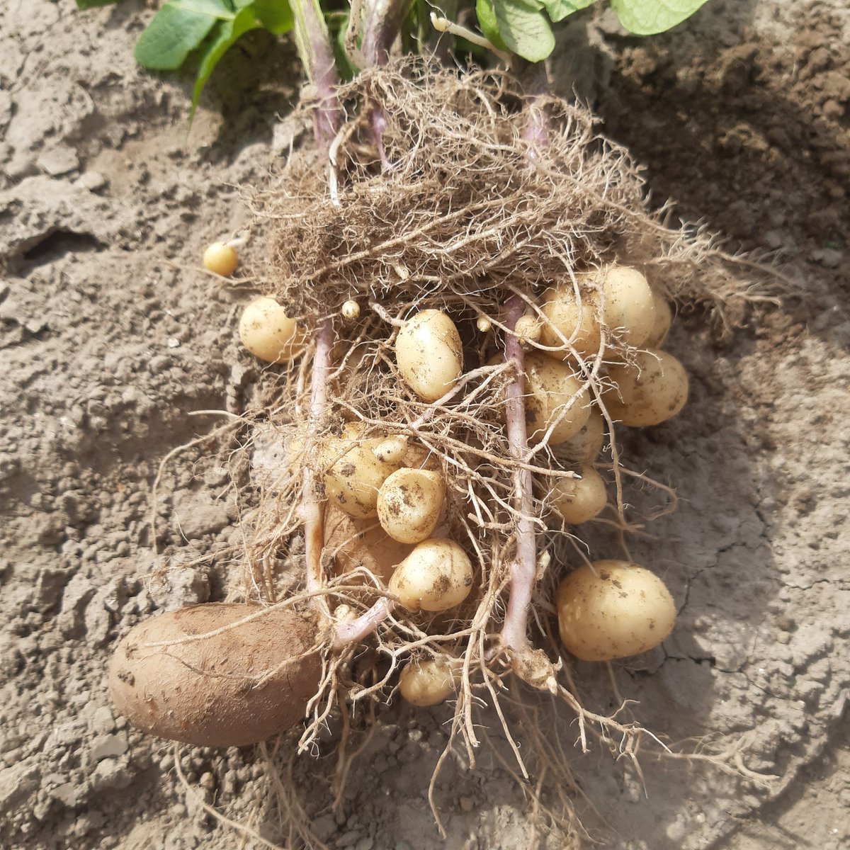 Knolzetting in de Fontane van <a href="/sayagrico/">Agrico</a> lijkt mooi 👌Hoe lijkt het bij de anderen? #dtv