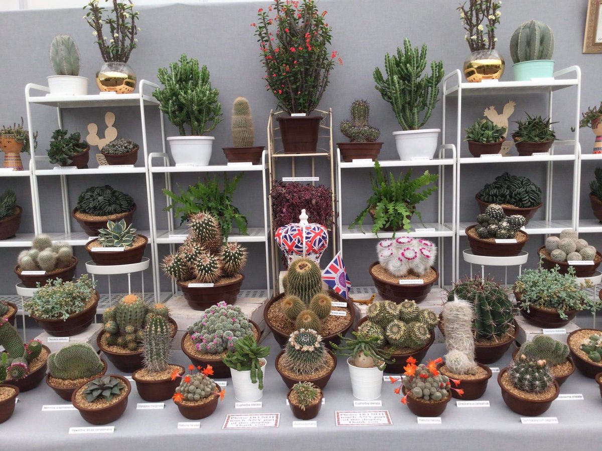 craighousecacti's tweet photo. Visiting Gardeners’ World Live? Come along and say hello to Platinum Award winners #cactuscouple for #cacti #succulents
#bbcgardenersworldlive #GardenersWorld #BBCGWSpringFair https://t.co/Rw0EqgDWXK