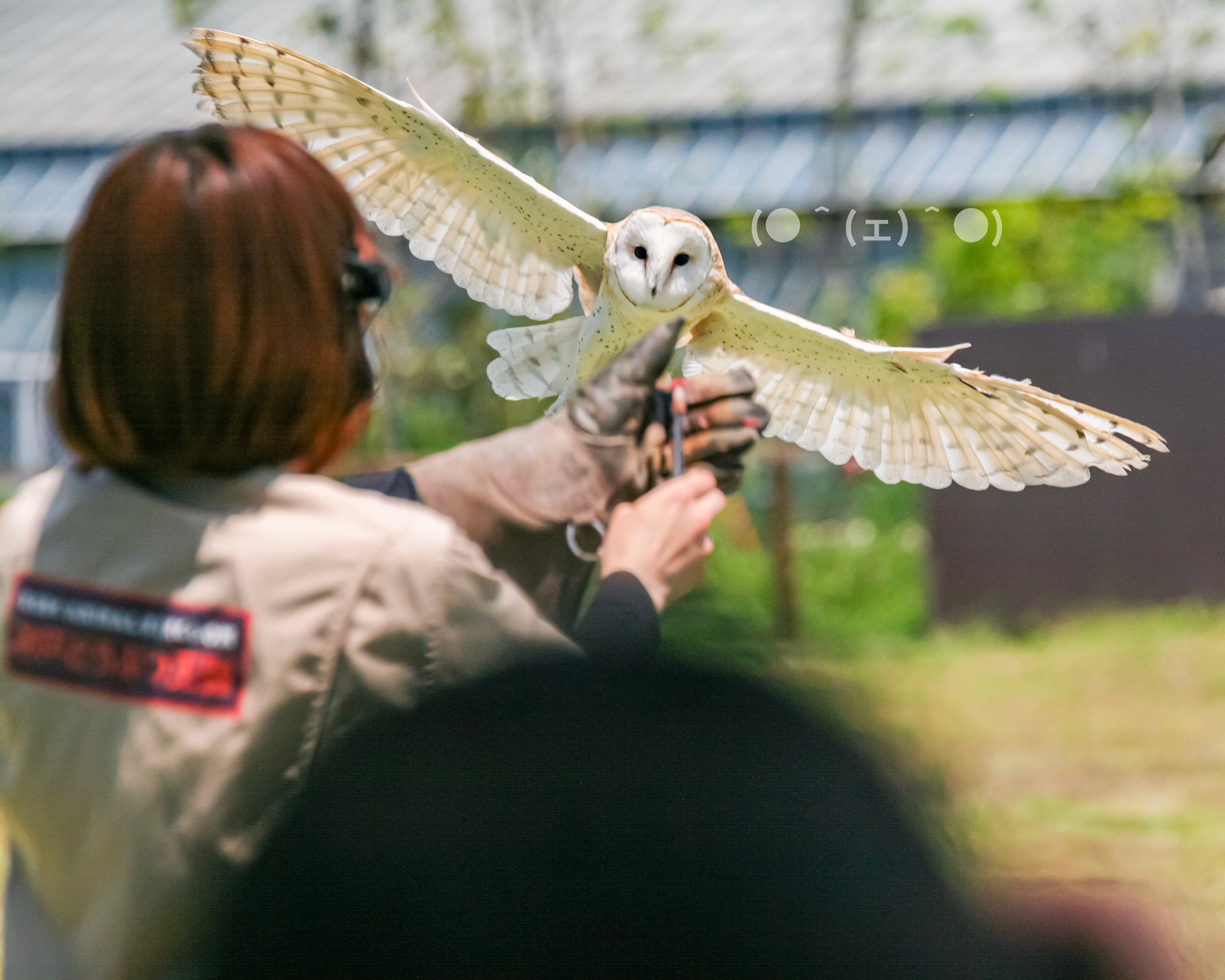 𝓴𝓾𝓶𝓪𝓶𝓸𝓷 𝓷𝓪𝓸𝓴𝓲 神戸どうぶつ王国 メンフクロウ フリーフライトバードパフォーマンスwings 風のスタジアム キャスパー 花と動物と人とのふれあい共生パーク Kobe Animalkingdom All Rights Reserved T