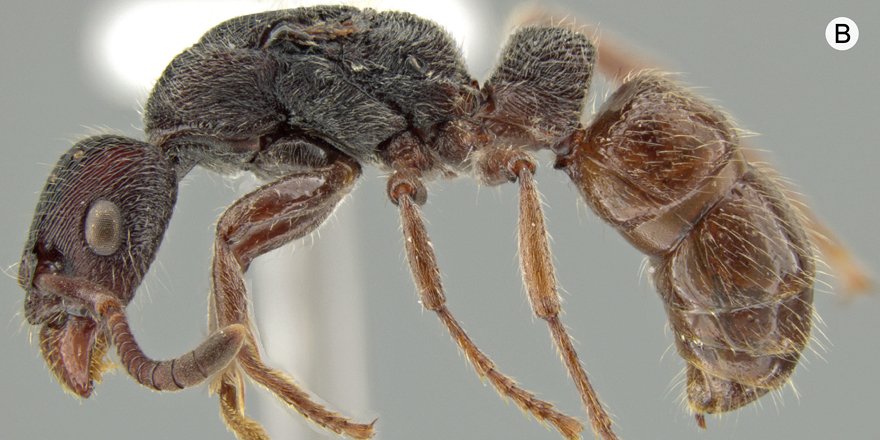 ejtaxonomy's tweet photo. [#Hymenopterist] 🐜 Igaponera curiosa, a new ponerine genus (Hymenoptera: Formicidae) from the Amazon

🔗 DOI: https://t.co/fnXUVAMnOc
✒️ Adrian Troya, @FSRMarcineiro &amp; John E. Lattke (@UFPR), John Longino (@UofUBiology)
#ants #Formicidae #Hymenoptera #Entomology #entomologist https://t.co/o1FWwZYAeZ