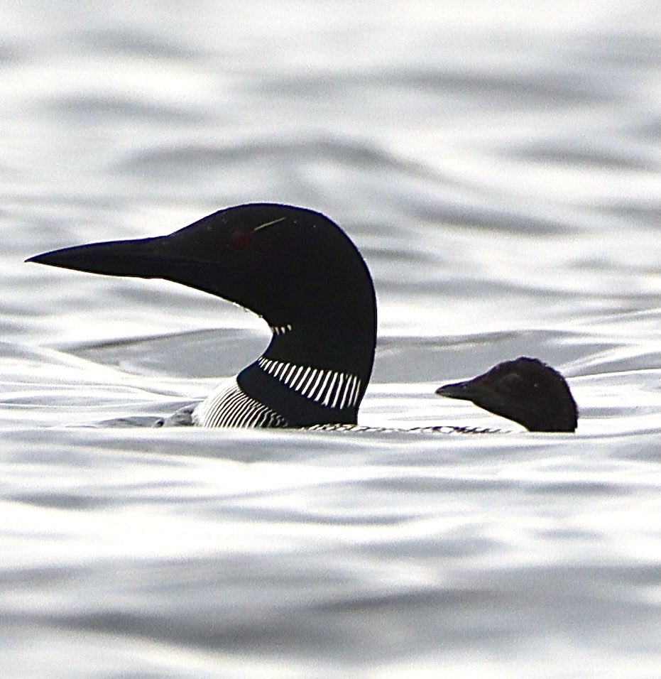 CatharineYogi's tweet photo. Welcome #Friday ❤️ precious little Loons staying very close to Mama, was wavy from the wind and very gray ❤️ #loons #commonloons #birds #birdwatching #birdphotography #TwitterNaturePhotography #TwitterNatureCommunity #BirdTwitter ❤️ https://t.co/5iV0N1U0uh