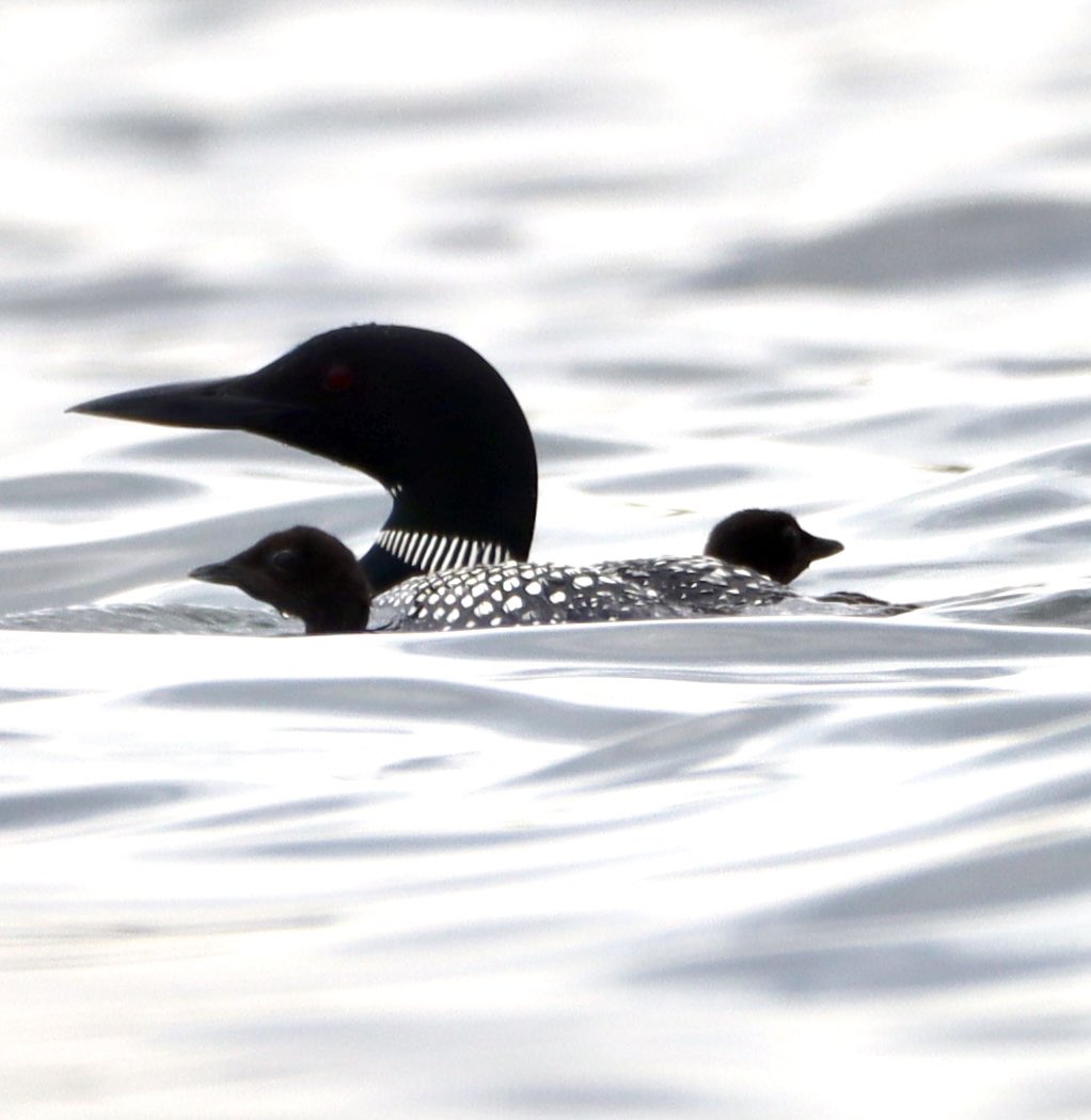 CatharineYogi's tweet photo. Welcome #Friday ❤️ precious little Loons staying very close to Mama, was wavy from the wind and very gray ❤️ #loons #commonloons #birds #birdwatching #birdphotography #TwitterNaturePhotography #TwitterNatureCommunity #BirdTwitter ❤️ https://t.co/5iV0N1U0uh