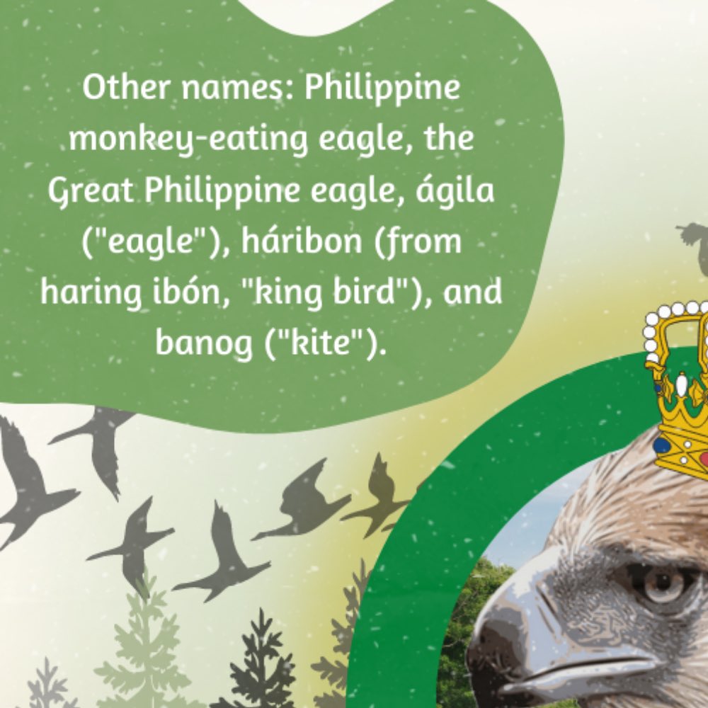 yeso_srsths's tweet photo. psst 👀 uy, skl! 🦅

Almost all of us have experienced Agila in the Enchanted Kingdom, right? But did you know where it was inspired of? It was none other than our National Bird, the Philippine Eagle!!!!

Other than that, we also celebrate PEW or Philippine Eagle Week annually. + https://t.co/BykfN5pVx5