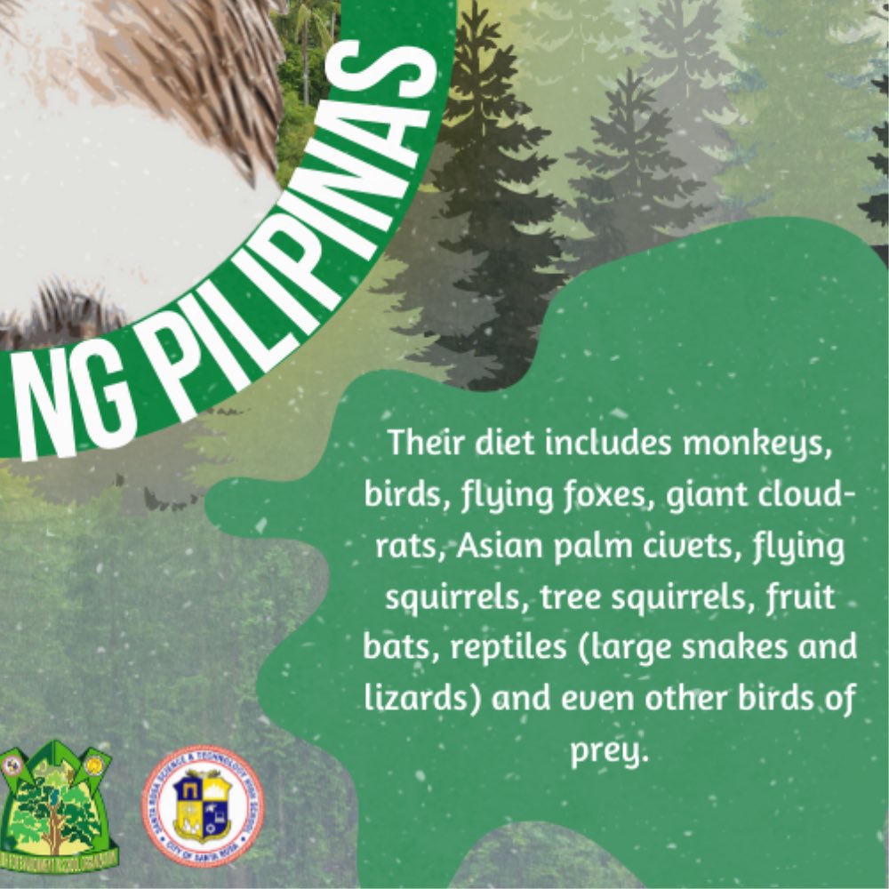 yeso_srsths's tweet photo. psst 👀 uy, skl! 🦅

Almost all of us have experienced Agila in the Enchanted Kingdom, right? But did you know where it was inspired of? It was none other than our National Bird, the Philippine Eagle!!!!

Other than that, we also celebrate PEW or Philippine Eagle Week annually. + https://t.co/BykfN5pVx5