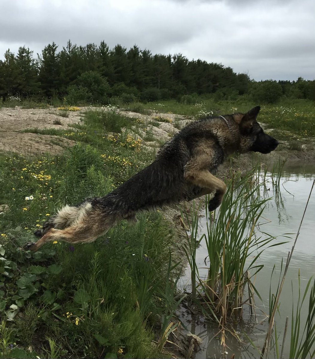 Peel Regional Police tweet media