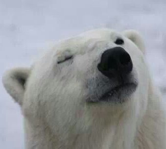 _our winter bear🐻❄.