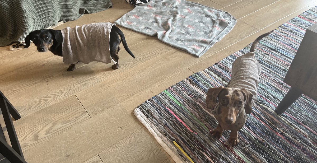 PickleCoco's tweet photo. Silly humans making us wear wet flannels as we are hot dogs 🌭 🥵 . Not impressed, we hates the water! https://t.co/YPntvnqWwS