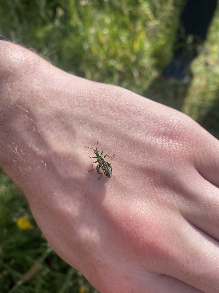 DASSH's tweet photo. We've got 28 observations and 20 different species recorded on @inaturalist so far!๐
There's a lot of terrestrial species, hopefully the marine species will catch up!
We'll keep you updated!
#DTOLBioblitz #MBAbioblitz @thembauk https://t.co/VKqFWwoU2Z