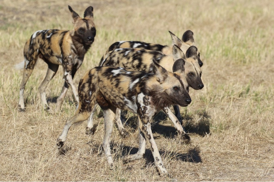 Heading out for the weekend and wish you all a fabulous one🐾.

#savethepainteddog #pdc #wildlife #conservation #africanwilddog #painteddog #zimbabwe #africa

Photo Credit: David Graham