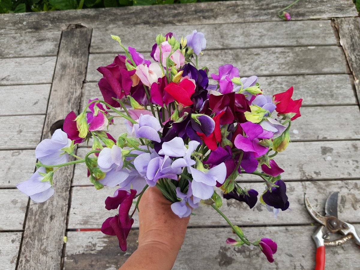 #Lathyrus boeketjes uit eigen tuin. Heb jij ook een plukhoekje of pluktuin? #Bloemenuiteigentuin - lekker milieuvriendelijk. Lees ons blog over het aanleggen van een plukhoekje of #pluktuin op #https://tuinhappy.nl/pluktuin-aanleggen/