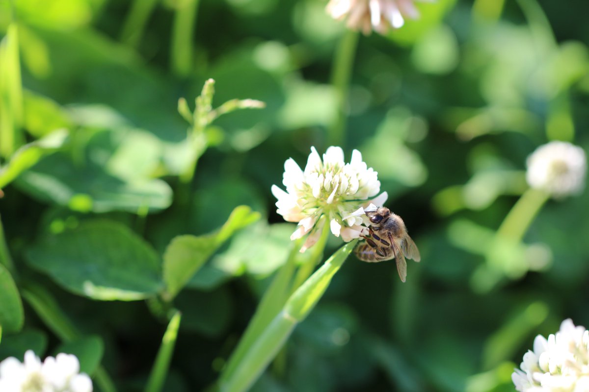 By early summer, the foraging habits of pollinators have changed dramatically. Research carried out at @walesbotanic has revealed the plants most sought-after by pollinators during June and July 🐝🦋🌼 More information here - bit.ly/3inI7uM