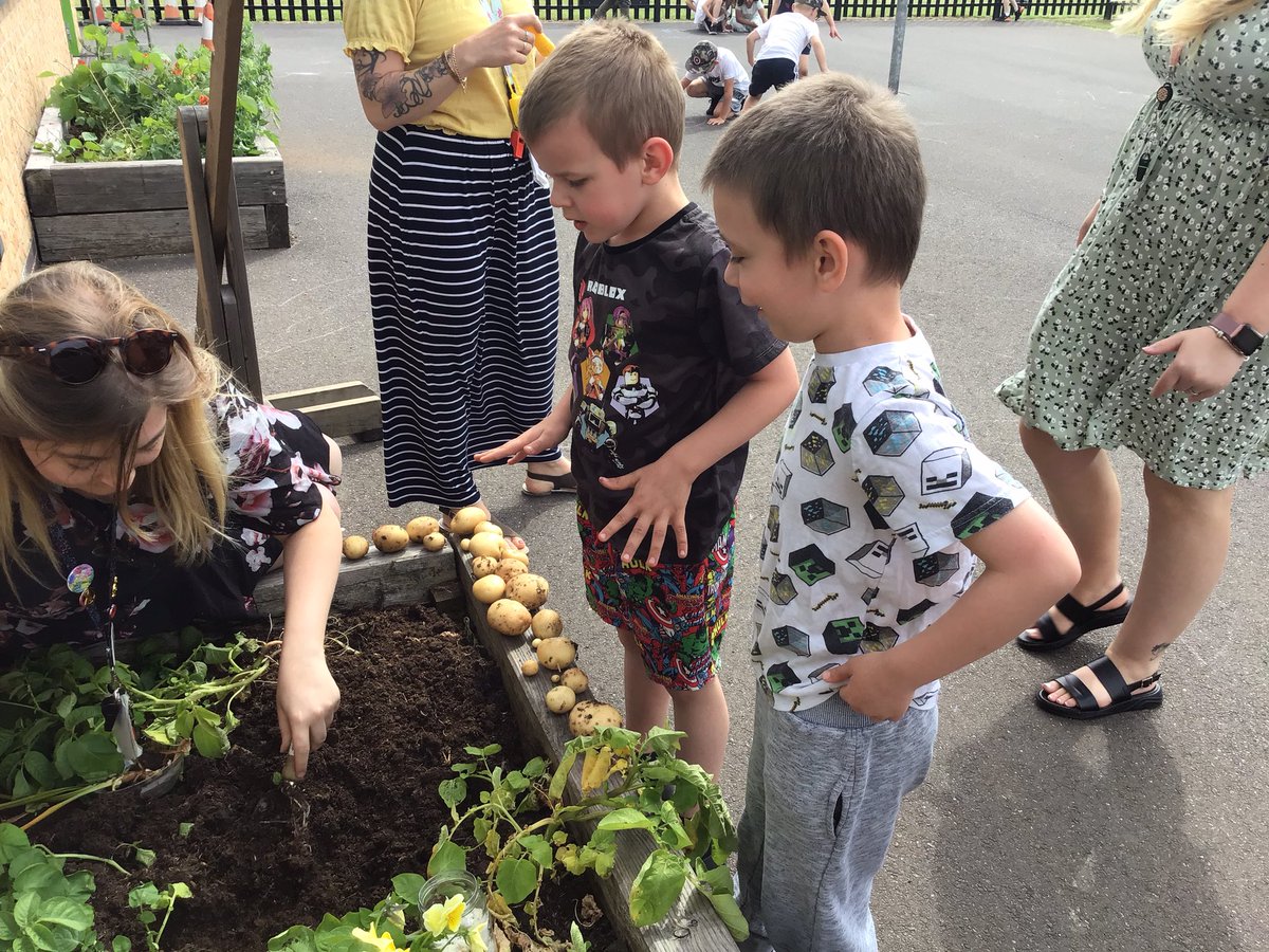 TGPS_NorthLincs's tweet photo. Year 2 have had a successful early potato harvest! We planted them as part of our science topic earlier in the year. We discussed where they could go next and we decided to take them to the kitchen to be prepared and cooked for school dinners next week! #TGPSScience. https://t.co/WpkUIhpti1