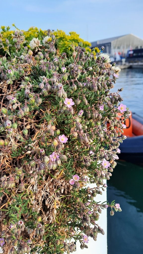 DASSH's tweet photo. We've got 28 observations and 20 different species recorded on @inaturalist so far!๐
There's a lot of terrestrial species, hopefully the marine species will catch up!
We'll keep you updated!
#DTOLBioblitz #MBAbioblitz @thembauk https://t.co/VKqFWwoU2Z