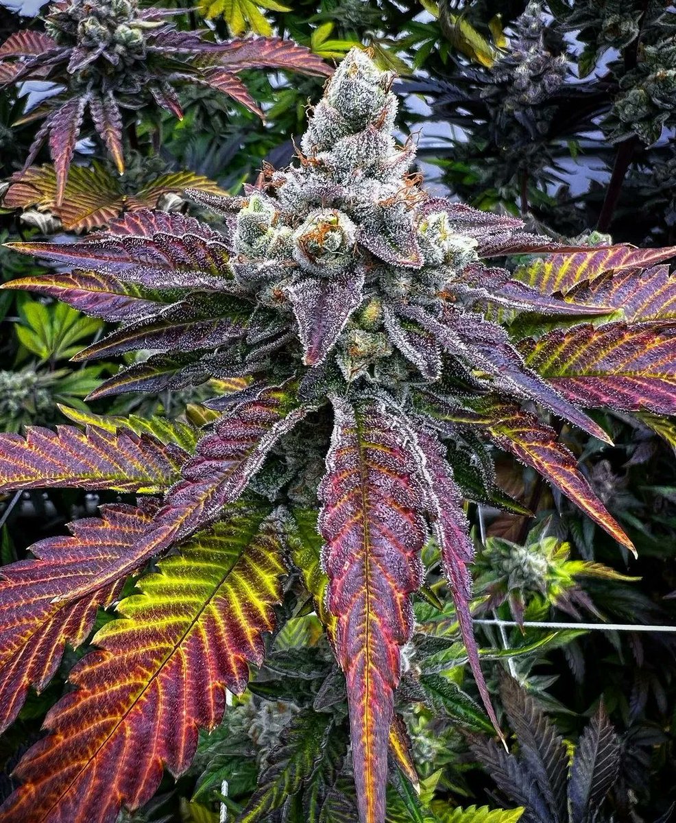 Cannabis 💚 tweet media