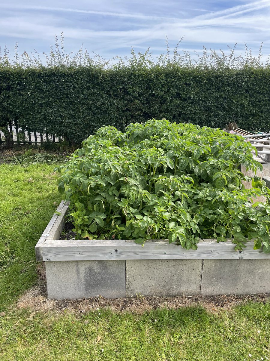 Community garden update: our potatoes are growing nicely. We have hopes they will be ready end of June/ early July. #lydiatevillagecentre