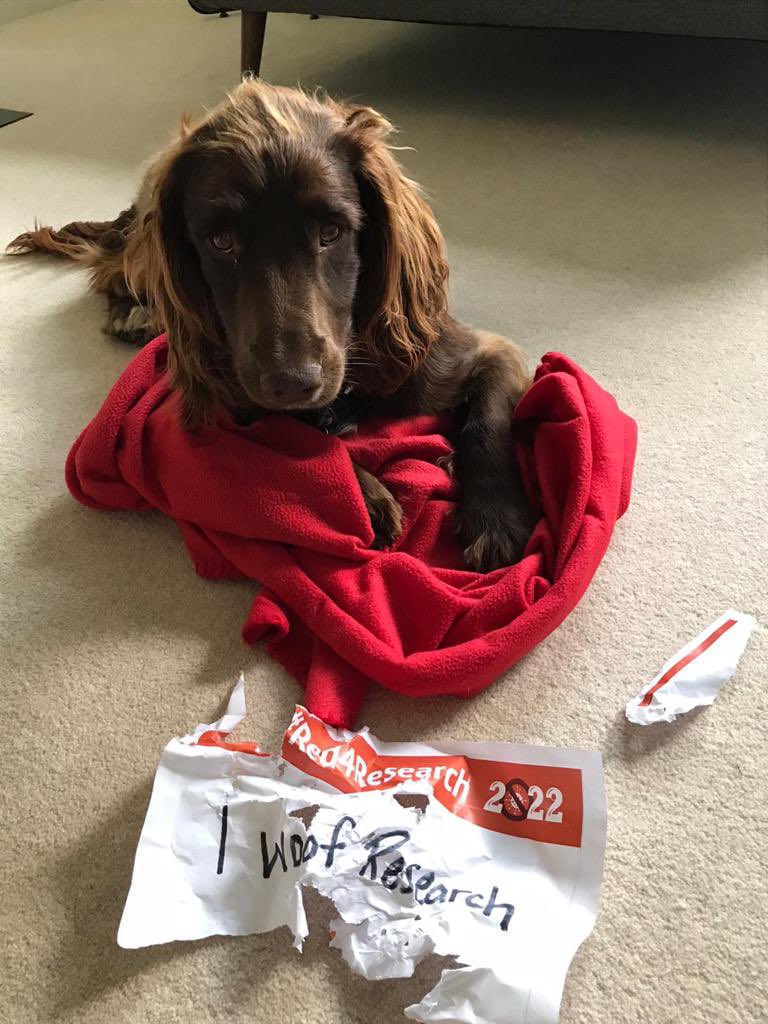 Hugo got a little bit excited about #red4research #nihr #ekhuft #iwoofresearch