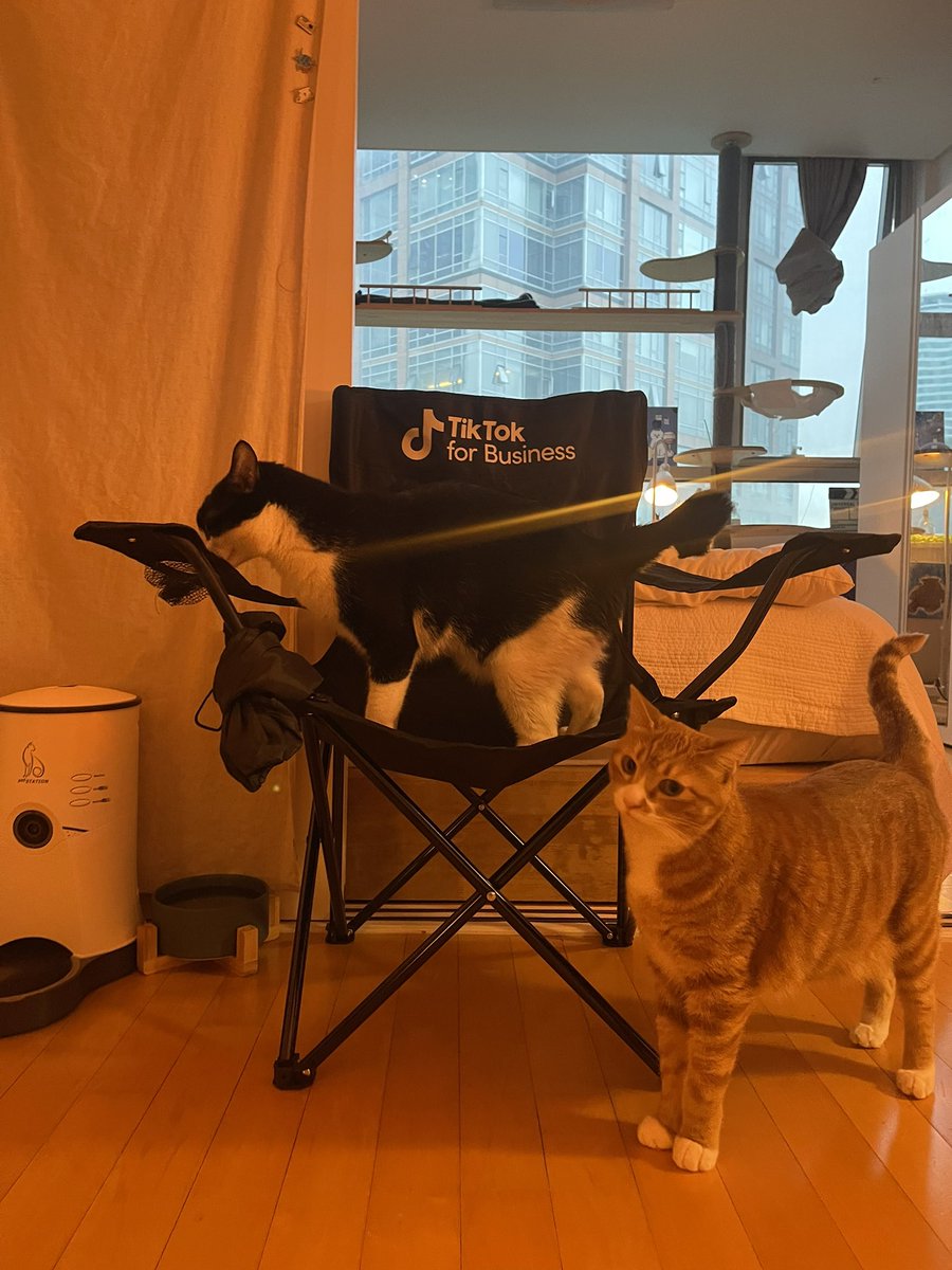 whitethugcat's tweet photo. Cutest swag or whut
#campingchair  now #catchair https://t.co/WKKYHT0JEq