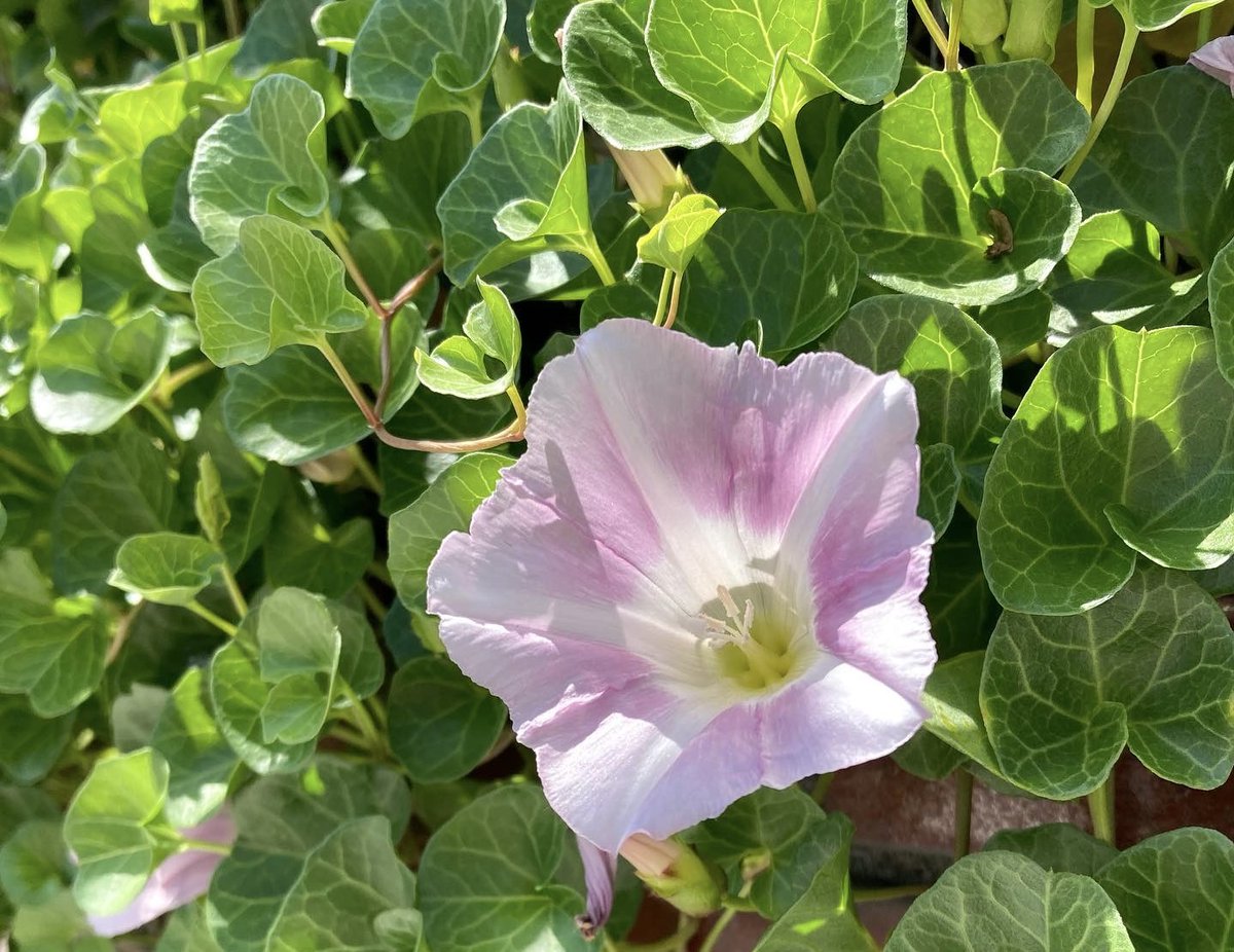 bluejam_mix's tweet photo. My eyes tweet…
#landscape #niigata
#flowers #falsebindweed
#風景 #新潟市 #花愛で人
#ヒルガオ #奥手 https://t.co/hQcfRjDBg4