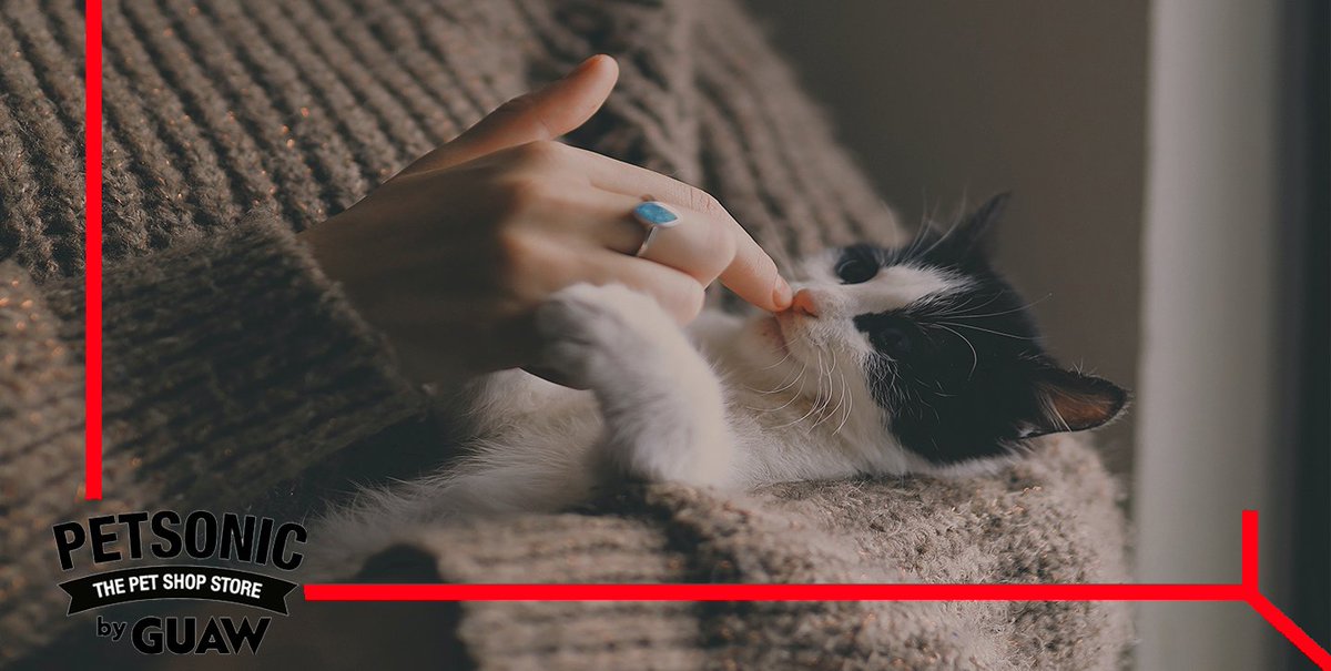 ¿Sabías que los felinos crean vínculos a través de la interacción con humanos? Es entre las 2 y 16 semanas de edad cuando crean esta relación. De hecho, este periodo es crítico en su desarrollo, ya que es el momento en el que se separan de su madre. 🐱🤱

 #catlover #ilovemycat