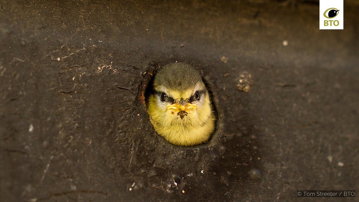 Did you enjoy watching the nests on #SpringWatch? Learn how to monitor them yourself and contribute vital data to conservation research with the #NestRecordScheme or #NestingNeighbours 👉  bit.ly/3MuPM5U
