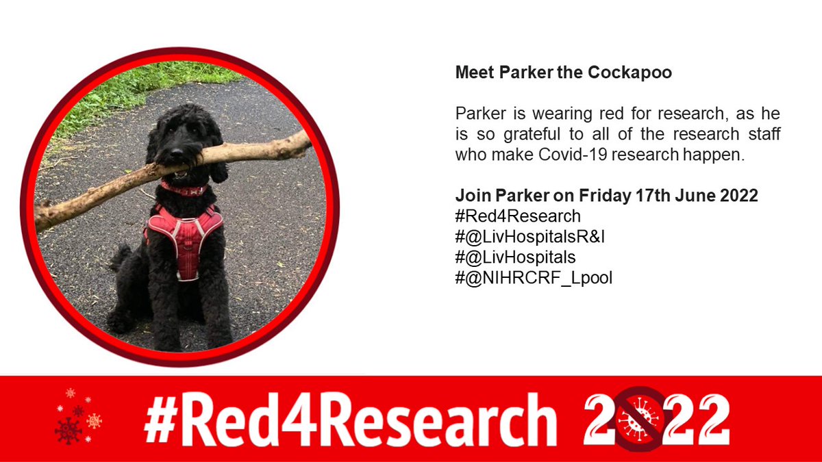 Of course, we have to bring back Parker the Cockapoo to celebrate #Red4Research and commend all the research nurses, participants, and volunteers who have supported COVID research. @LivHospitalsRI @LivHospitals #Thankyou #ResearchHeroes