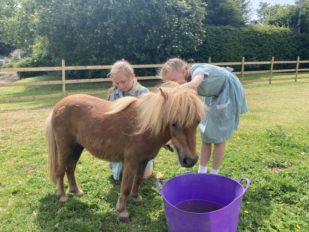 Our Year 5 girls Darcey & Gabriella are giving Pear a nice groom to help cool him down! ☀️