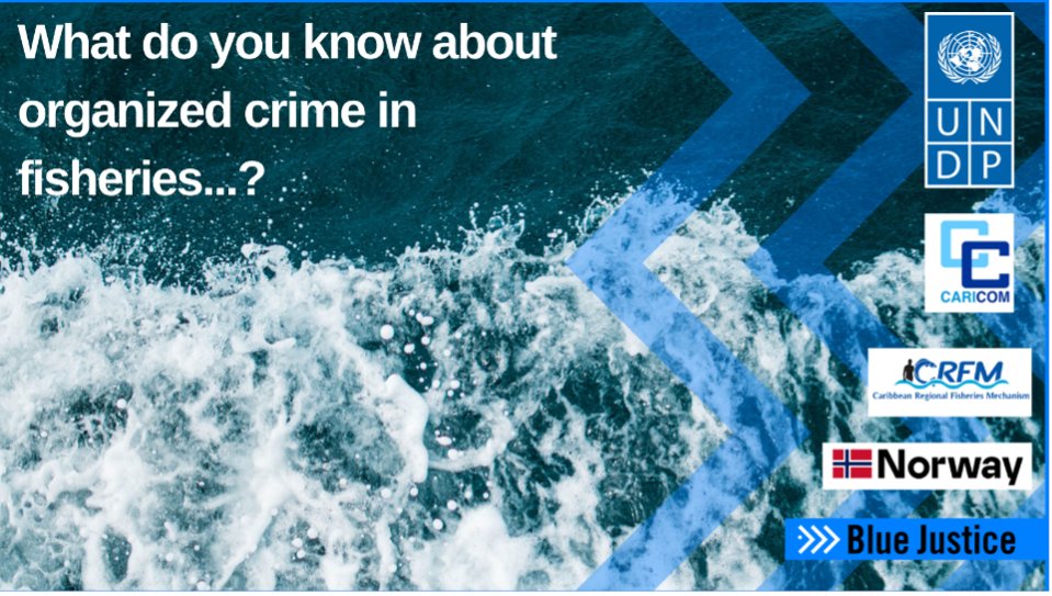 UNDPNorway's tweet photo. Who are we? ...The #BlueResilienceProject! 💙🌊

Building countries’ resilience to fight organized crime 🐟🚫

ℹ️Learn more about the project: https://t.co/fd9KMkX9vF
📎Follow the conference: https://t.co/wKNNypguOk

@_BlueJustice @UNDP @CARICOM @CaribFisheries @NorwayMFA https://t.co/mXgVLtW8Ur