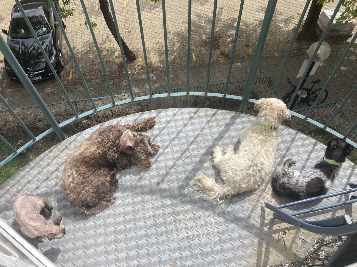 nakednel's tweet photo. So nice and warm today so me and my bro and sistas are sunbathing on the balcony. Can someone tell @TherapyLexi her ear is inside out please.  Does it spoil the photo? #CatsOfTwitter #sphynx #heatwaveuk https://t.co/jrvb6P3FI4