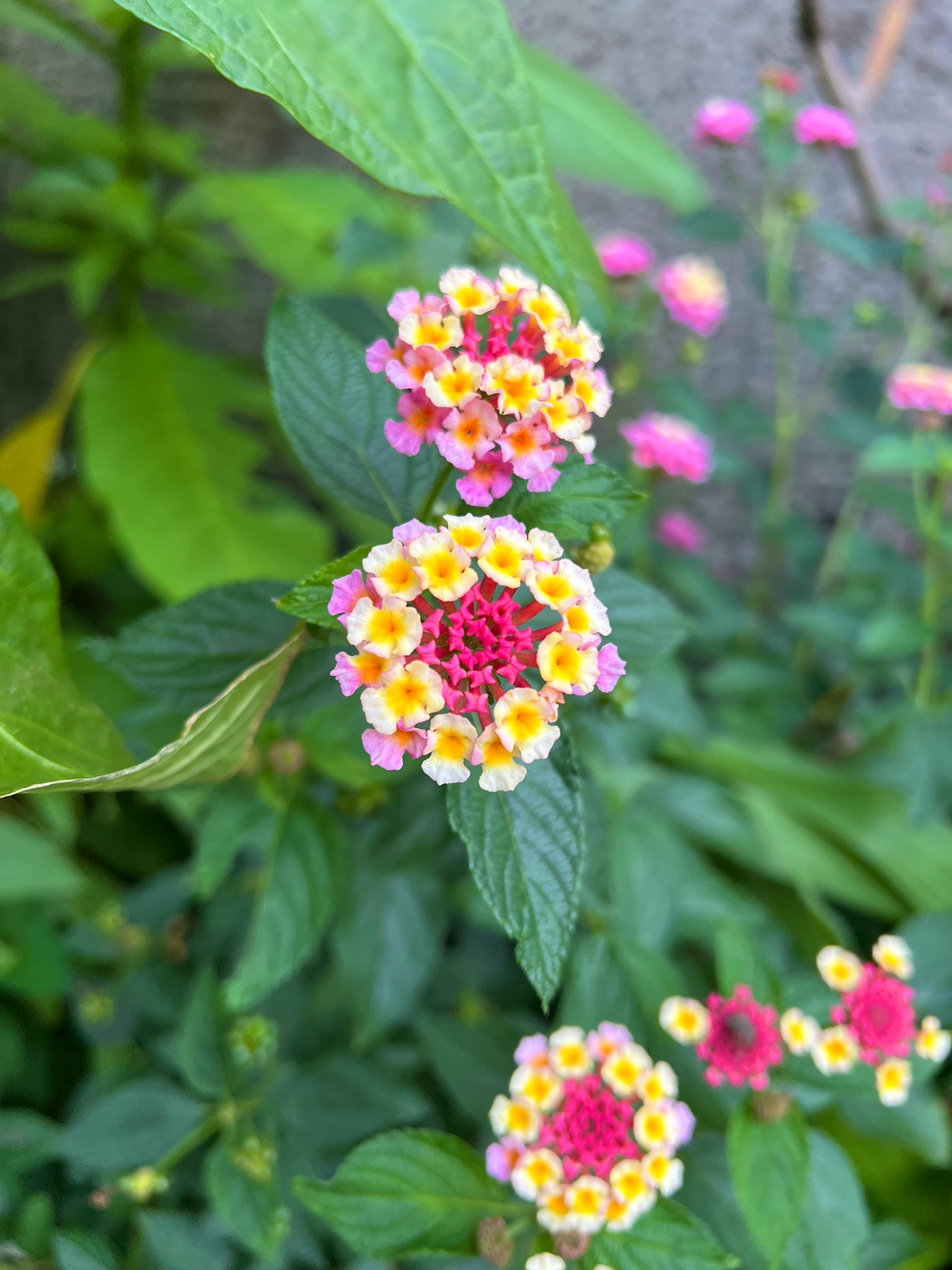 تويتر だいぽん على تويتر 道端でかわいい花見つけた これなんて花やろ T Co 4bzwlgveo2