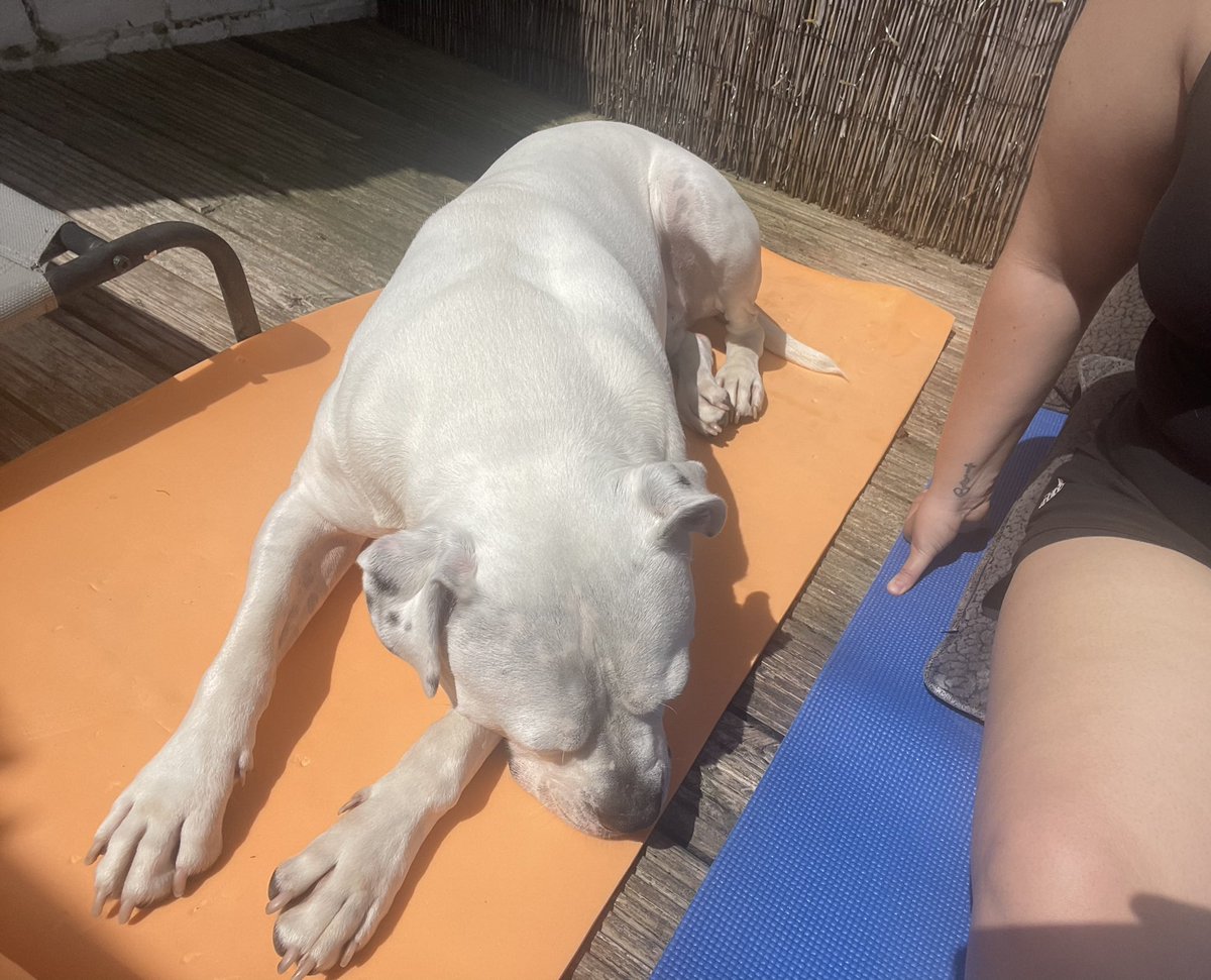 rach_griff's tweet photo. If only Lincoln liked going in the car β¦ we would be at a beach right now .. but instead weβre chilling on our yoga mats in the garden listening to @XSManchester @mrgarethbrooks .. Linc seems to be enjoying himself βοΈ π§π½ββοΈ #americanbulldog #softarse #myshadow https://t.co/pYTGCphhWI
