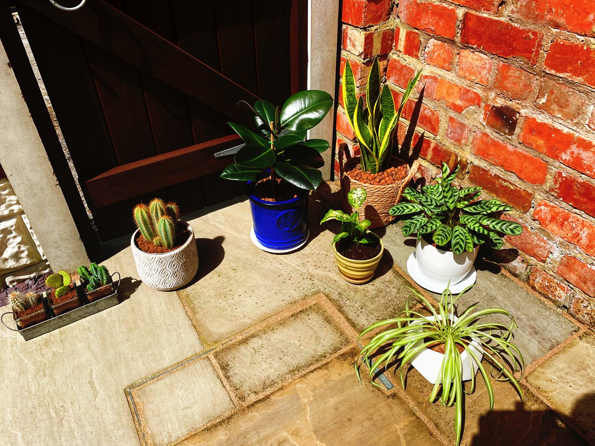 ShaneLongton's tweet photo. Hot sunshine ☀️ Wine 🍷seafood 🍤 coconut smelling sun cream on 🥥 and music playing 🎶 If I close my eyes, I swear I could be in the Caribbean 🇯🇲 🏝 houseplants 🪴 getting some vitamin D as well 🤣#LovingThisWeather https://t.co/N6BZ7E7iem