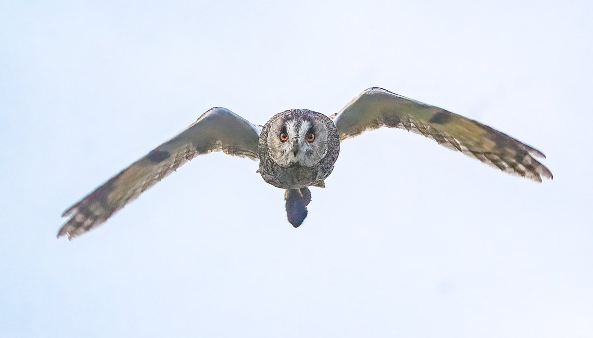 'The eyes have it!' Long eared owl returning with a catch @LongearedOwlne1 @teesbirds1 @DurhamBirdClub