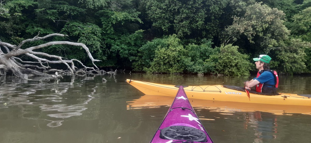 juliambooth's tweet photo. And the thing about this offshoot of the #Tamar called #Tamertonlake, there are loads and loads (or so it seems) of glorious oak trees crowding down and lining the water's edge.  The things I get to see from  #kayak 😁❤ 🌱 https://t.co/xEodZd7UhW