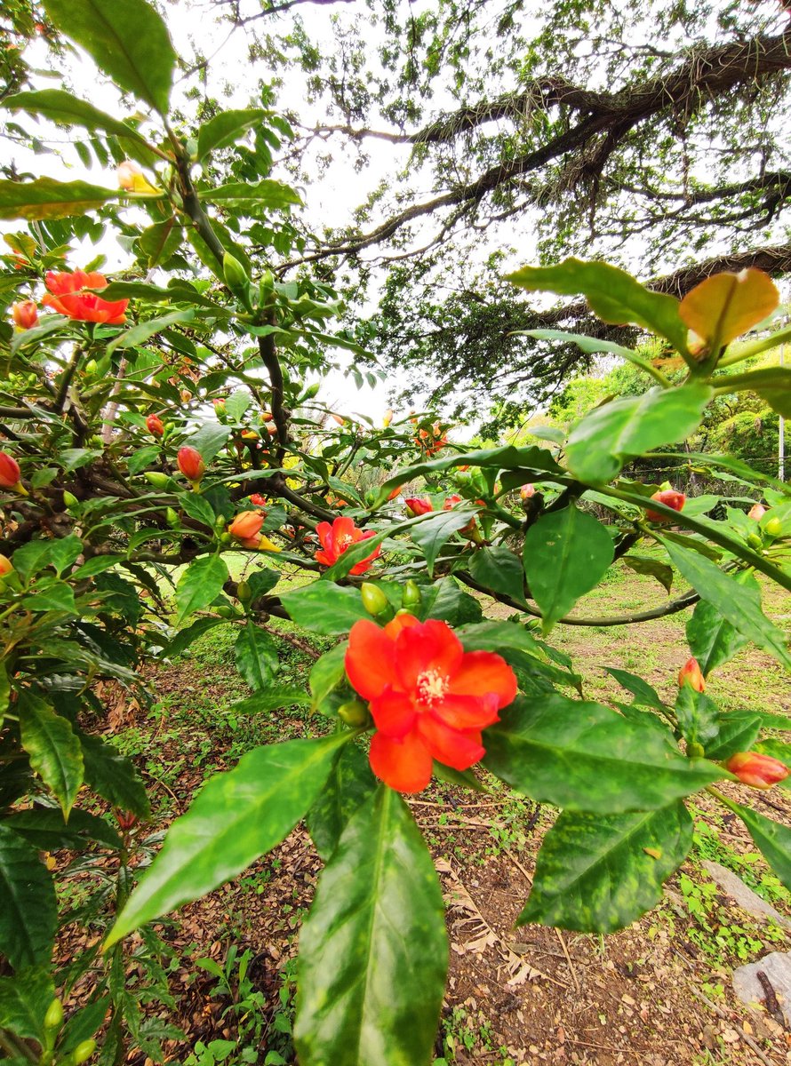 #BuenosDias En la familia de las #Cactaceae tenemos en nuestro jardín  tres Pereskias: P. guamacho, P. grandifolia y P. bleo siento estas de flores amarillas, rosadas y rojas respectivamente ¿Cuál es tu favorita?. Nota: Hay una canción venezolana que hace mención a una de ellas😉