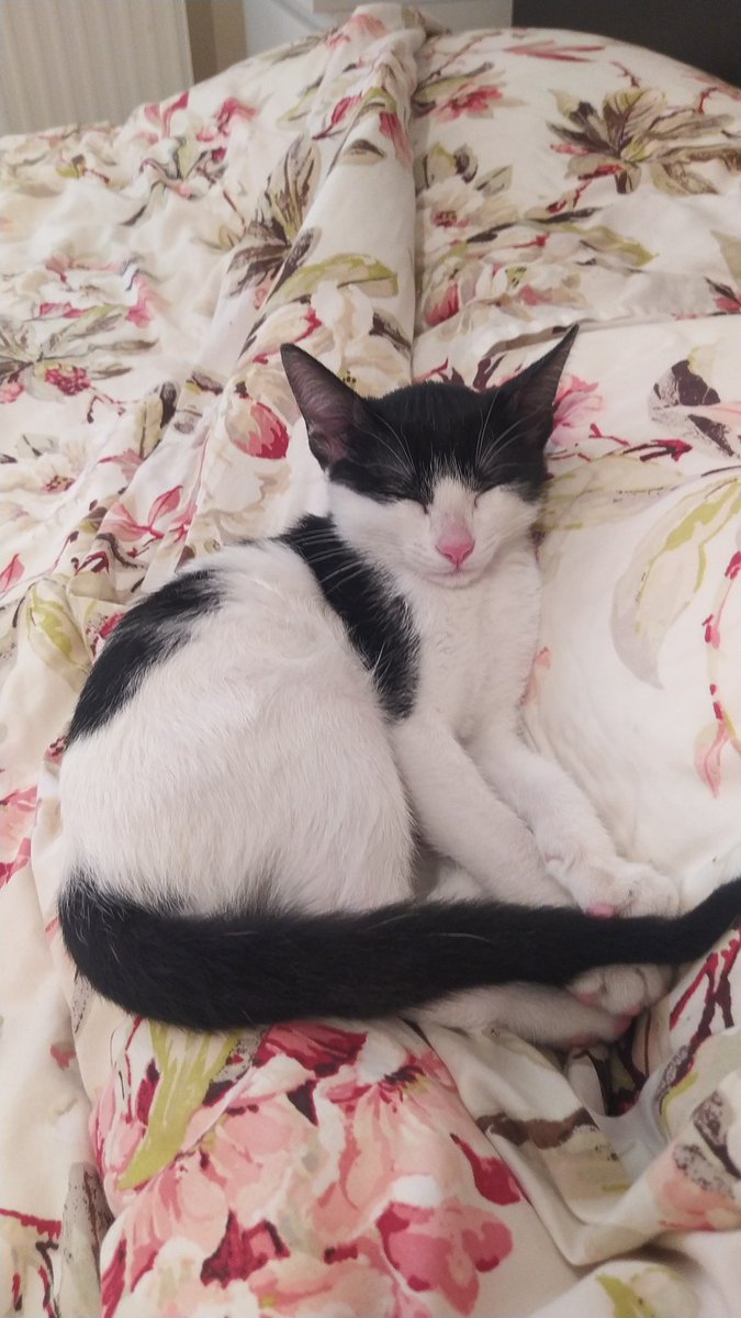 Yakınlarınızda kedi yavrusu sahiplenmeyi düşünen varsa ilani ileterek de destek olabilirsiniz.