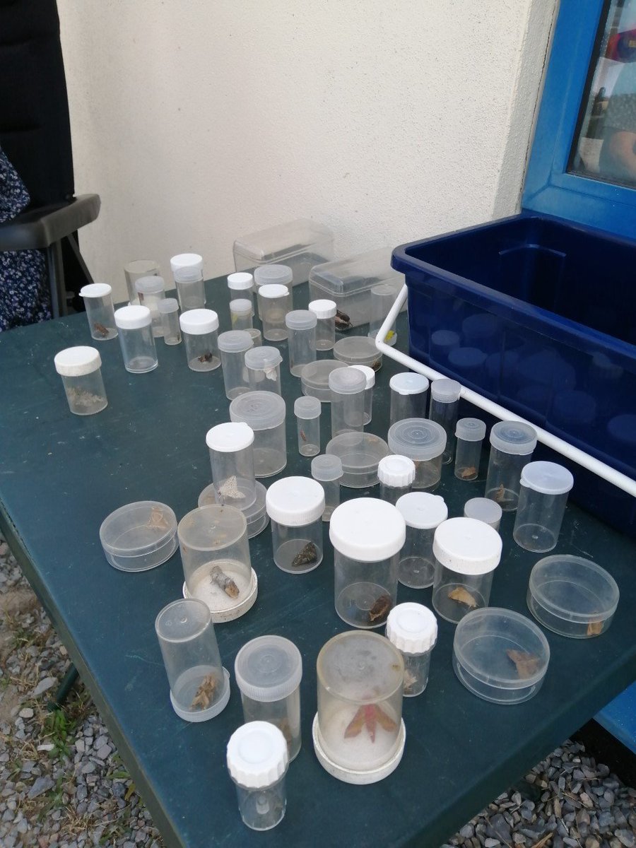 DASSH's tweet photo. So far on the #MBABioBlitz we've got a lot of moths!
These guys we're collected in the car park last night. Some of them have flown here from as far as north Africa!
Wild๐ฎ๐ฆ
@thembauk #DTOLBioBLitz https://t.co/dzcrzKWS9p