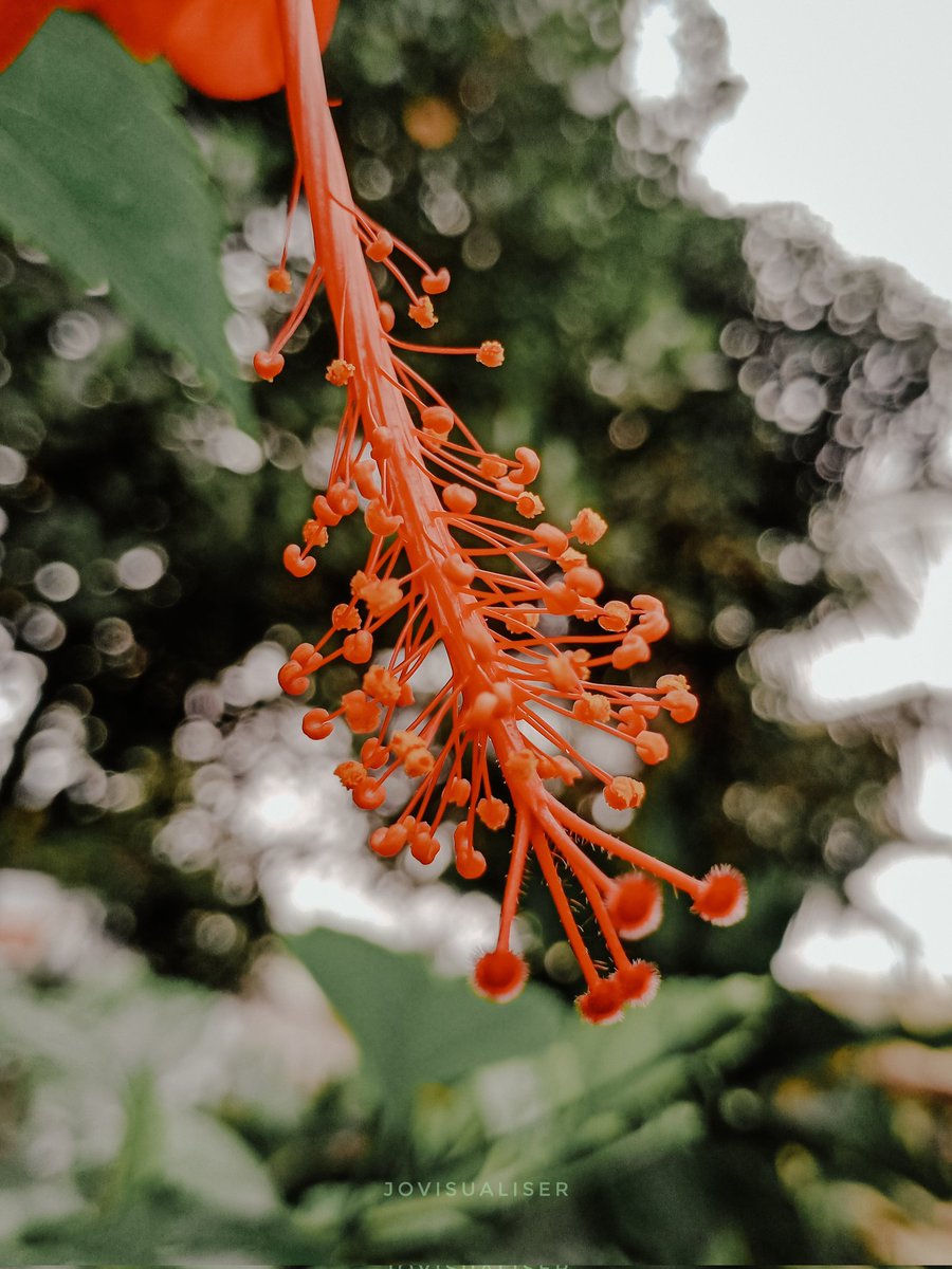 Jomonjoy08's tweet photo. മ്മടെ ചെമ്പരത്തിയാ...💚💚 #oppof9pro #mobilephotography https://t.co/B4hnSW5oXN