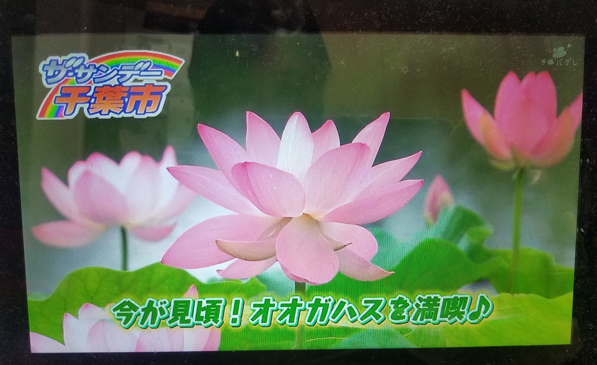 千葉公園カフェ ハーモニー 大賀ハスまつり期間の特別販売のお知らせ 6月18日 土 6月26日 日 は 大賀ハス まつりが開催されます カフェ ハーモニーでも恒例の ハスの実おこわ 焼きそば 等 特別販売をいたします ぜひ ご利用ください 千葉