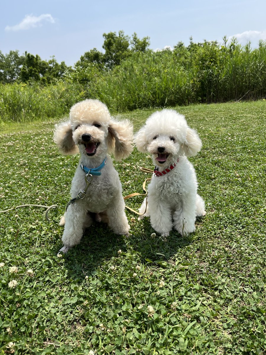 33dog_staff's tweet photo. お勉強🐩
その後、2頭で一緒に遊びました♪
#聴導犬 https://t.co/BpZZaA2s2Y