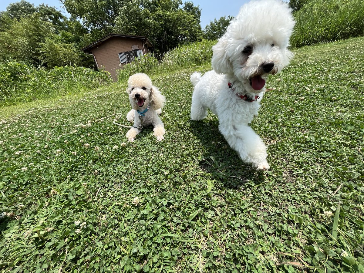 33dog_staff's tweet photo. お勉強🐩
その後、2頭で一緒に遊びました♪
#聴導犬 https://t.co/BpZZaA2s2Y