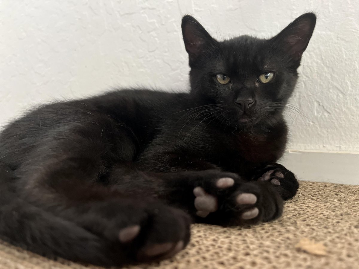 Because black kittens are less instagramable, there has been no interest in our current foster litter 🙄 they are literal pumas and the sweetest cats ever 💔