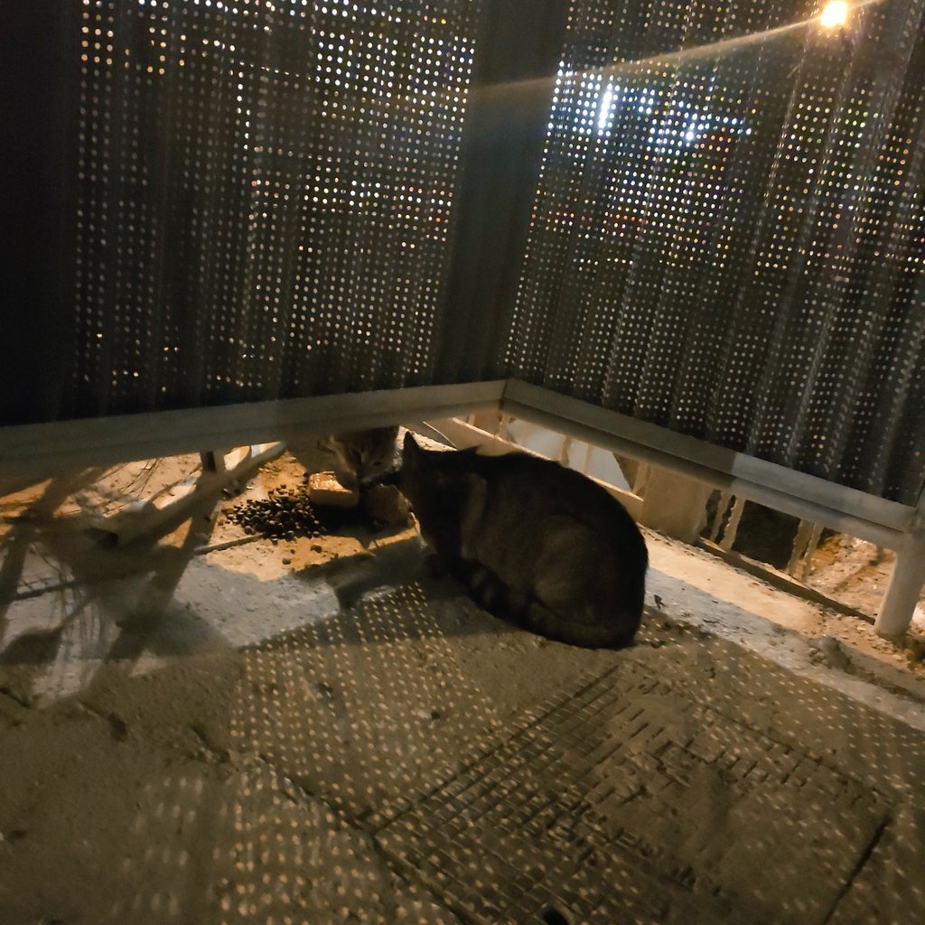 BoubaCie's tweet image. #chatslibres du Chantier hier soir à la fraîche...
@C_Najdovski , possible d'insister auprès de la DEVE qui gère le Square Biopark #Paris13 pour poser un abris
Site géré depuis 2012...tout les chats sont sté/ID....
Ils en sont réduits à manger par terre...