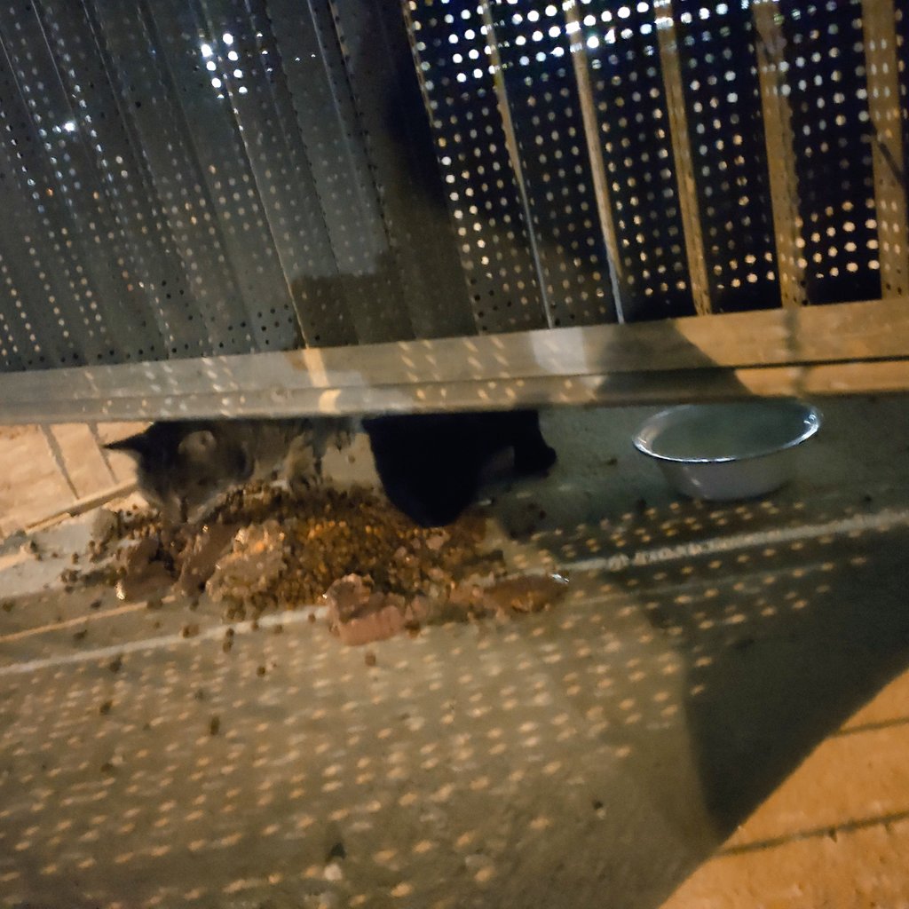 BoubaCie's tweet image. #chatslibres du Chantier hier soir à la fraîche...
@C_Najdovski , possible d'insister auprès de la DEVE qui gère le Square Biopark #Paris13 pour poser un abris
Site géré depuis 2012...tout les chats sont sté/ID....
Ils en sont réduits à manger par terre...