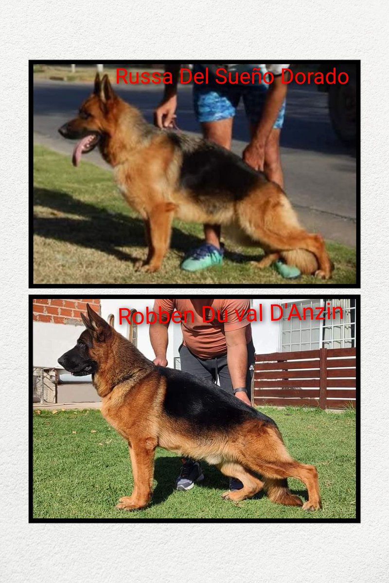 ***PREÑEZ CONFIRMADA ***