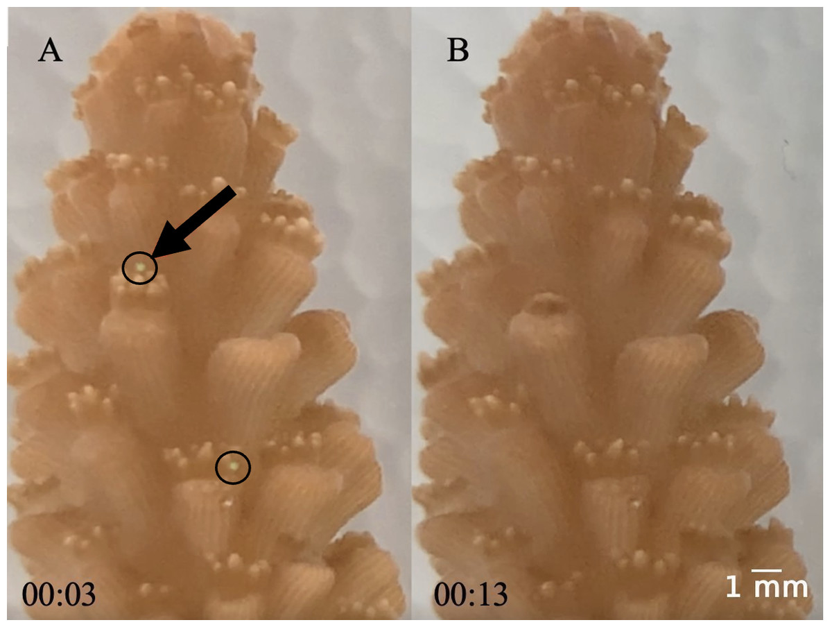 FishEcologyLab's tweet image. Nice experiment showed bleaching in Acropora cervicornis was not made worse by microplastics. Special issue on Nono- and Microplastics @PeerJLife peerj.com/articles/13578 #MarineBiology #ClimateChangeBiology #Ecotoxicology @USFCMS @MoteMarineLab @USFResearch