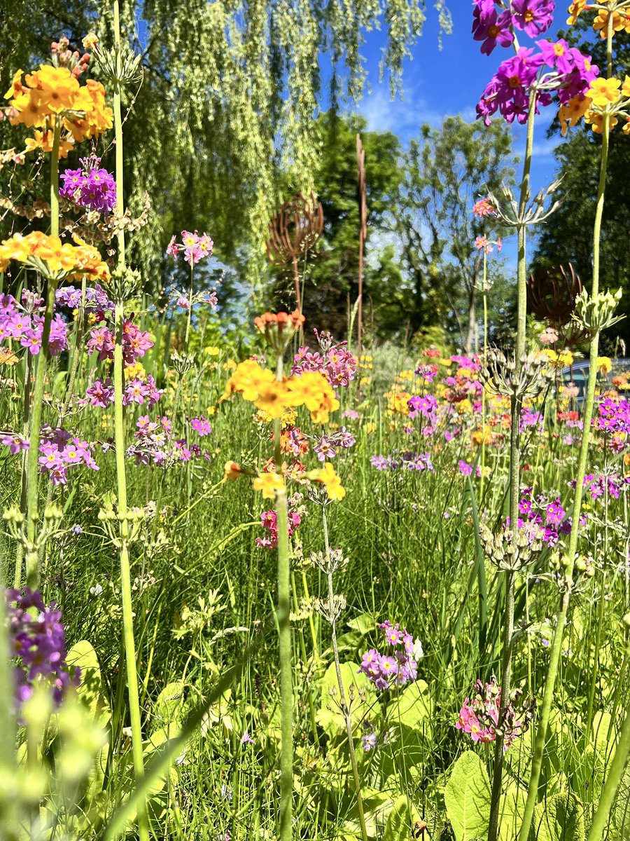 Is there a better sight in the garden than the colours of Candelabra Primula on a warm sunny day? These plants originate from our friends <a href="/fordeabbey/">Forde Abbey & Gardens</a> just up the road. #sittingspiritually #candelabraprimula #mygardentoday