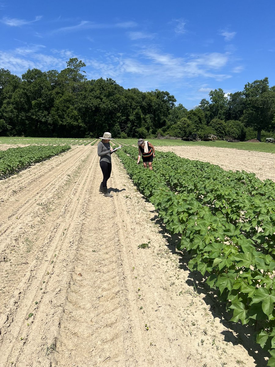 Amanda Strayer-Scherer (@strayerscherer) on Twitter photo The Scherer lab is down at the Brewton Ag Research Station today. Doing our first 30 day sample collection for CLRDV in our sentinel plots! <a href="/Kaur__Livleen/">Livleen Kaur</a> <a href="/AuburnAg/">Auburn Agriculture</a> The Scherer lab is down at the Brewton Ag Research Station today. Doing our first 30 day sample collection for CLRDV in our sentinel plots! <a href="/Kaur__Livleen/">Livleen Kaur</a> <a href="/AuburnAg/">Auburn Agriculture</a>