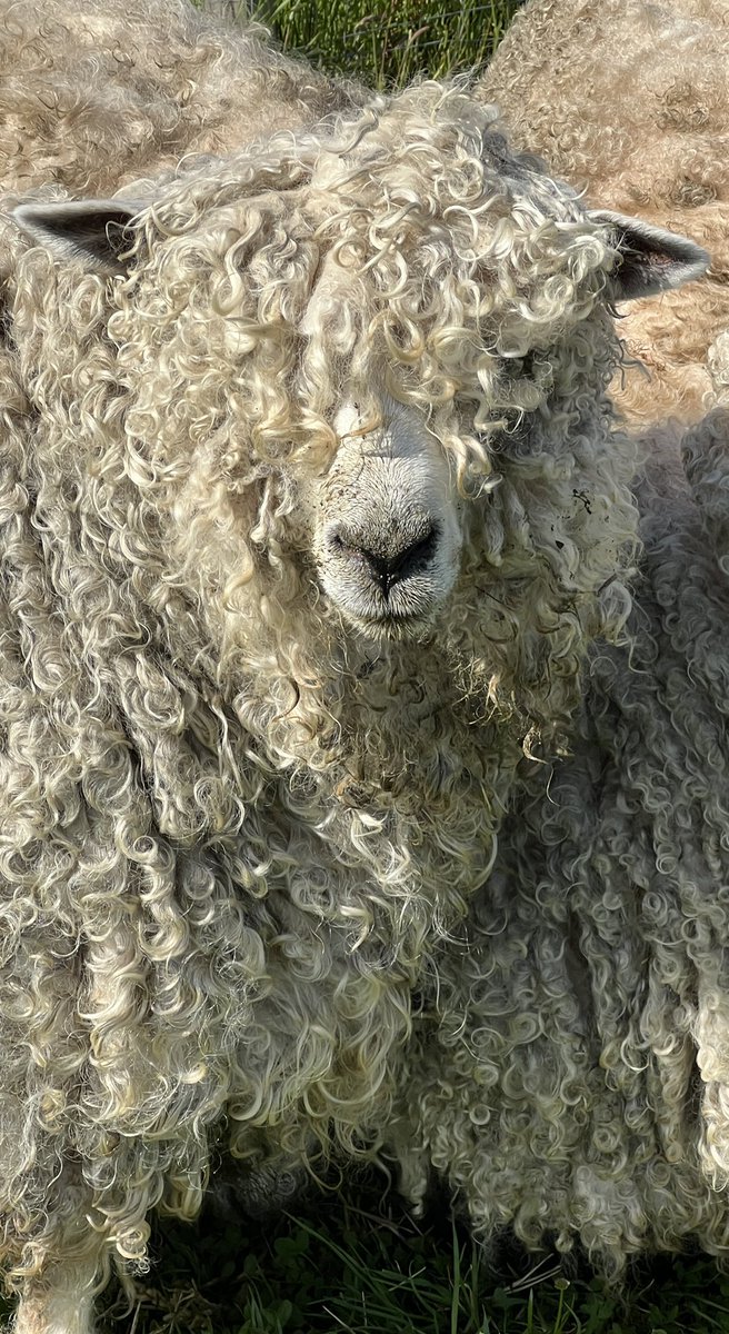 GeoLottie's tweet photo. Glad the girls are getting #sheared tomorrow, they’re melting in this heat!
#LincolnLongwools https://t.co/lOxj0pZEaC
