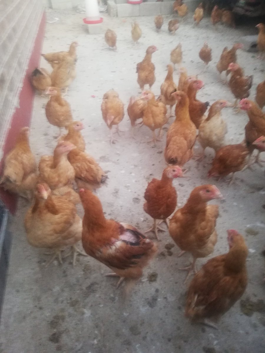 Cathiekaisy1's tweet photo. Most urban dwellers are surviving through informal businesses. A university graduate in Bulawayo is earning a lot from Poultry project. Lets support local business @andile_tshuma
@_TawandaTNT @Darknight0301 @missymilly11 https://t.co/2NICQpHu4j